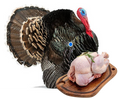 Viande de dinde par Kg
